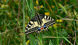 Schmetterling im Gras © Gabriele Fillbrandt